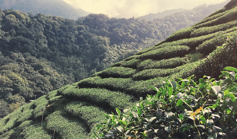 The Six Types of Tea – Riyang Teayard
